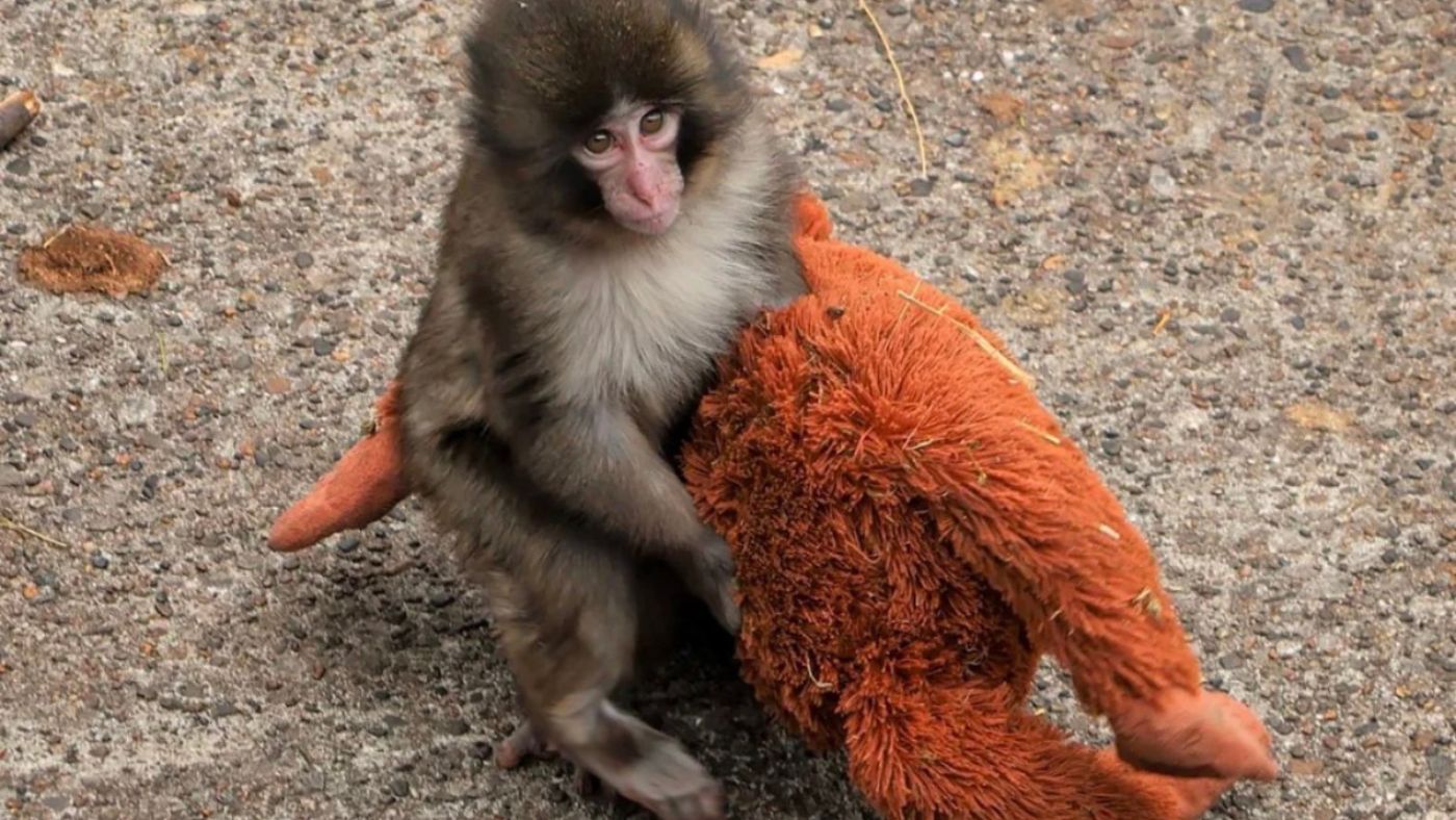 PETA pide que el monito Punch sea trasladado a un santuario