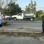 Caos y rapiña de ganado en la carretera Villahermosa-Macuspana