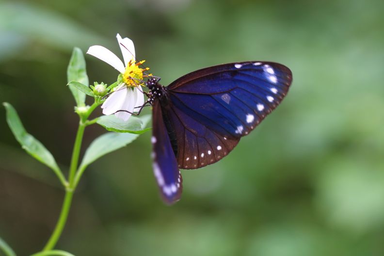 La migración de mariposas en Taiwán transforma cada invierno los valles de Maolin en un fenómeno natural único.