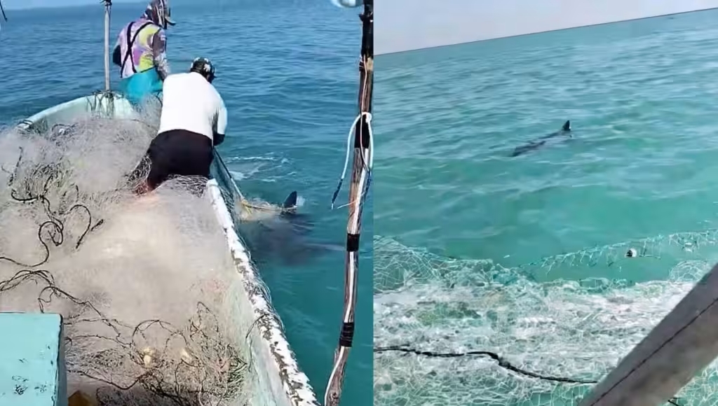 Tiburon acechando en Campeche