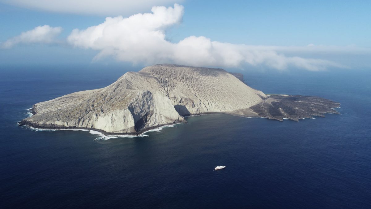 Descubren 24 nuevas especies marinas en el archipiélago Revillagigedo en México