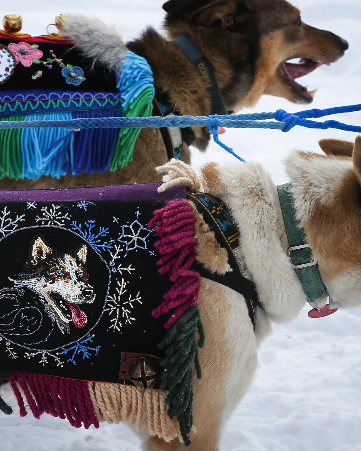 Carrera de perros en Alaska reúne fiestas y tradición comunitaria