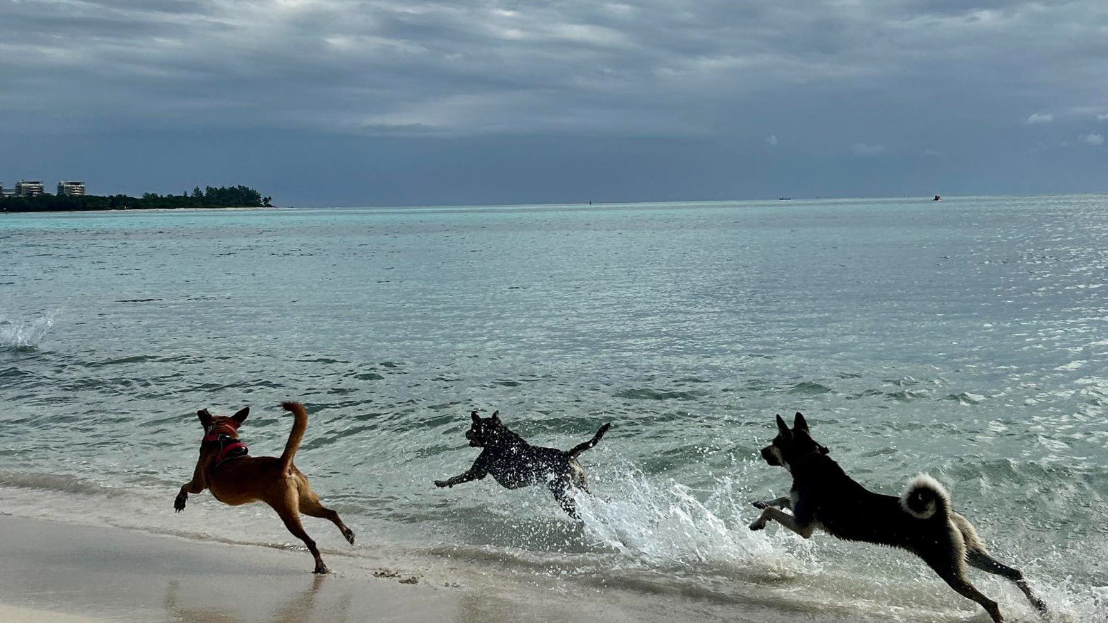 Balneareo Petfriendly