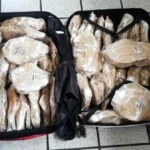 El buche de totoaba une a narcos mexicanos con la mafia china