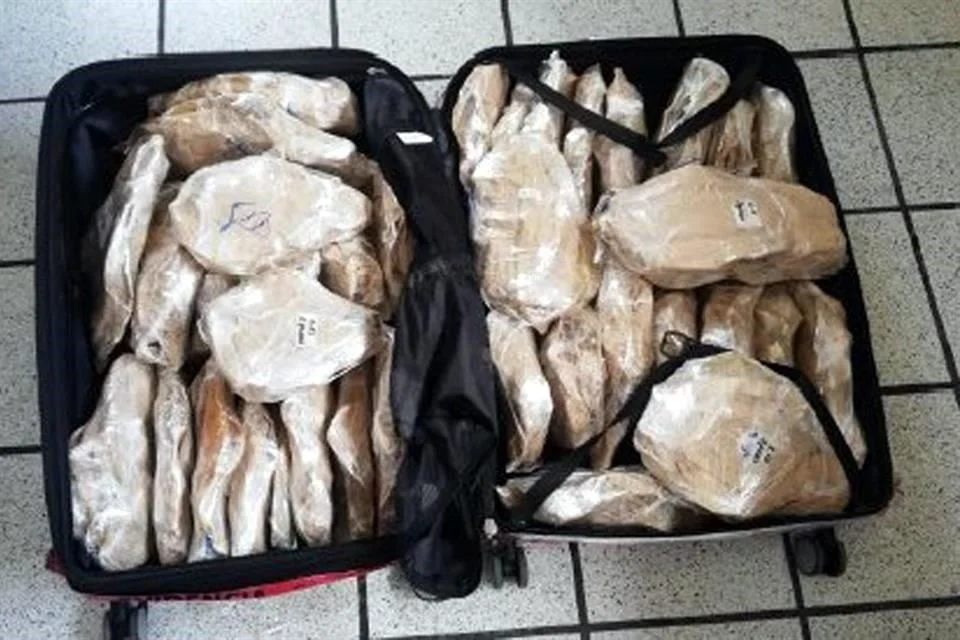 Cargamento de buches de totoaba incautado