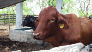 Reportan 22 nuevos casos de gusano barrenador en Yucatán