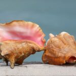 Condenan a 10 meses de prisión a pescador de Cancún por capturar caracol en veda