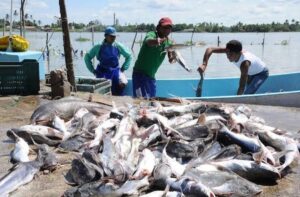 Ventas de pescadores caen hasta 40% en Tabasco por temor a mariscos contaminados