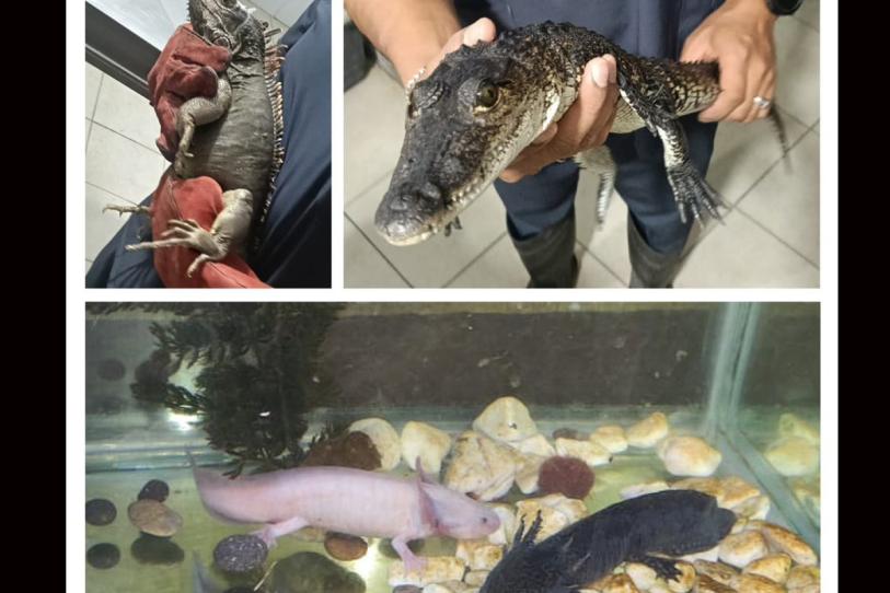 Caen narcomenudistas con ajolotes y cocodrilo en la Ciudad de México