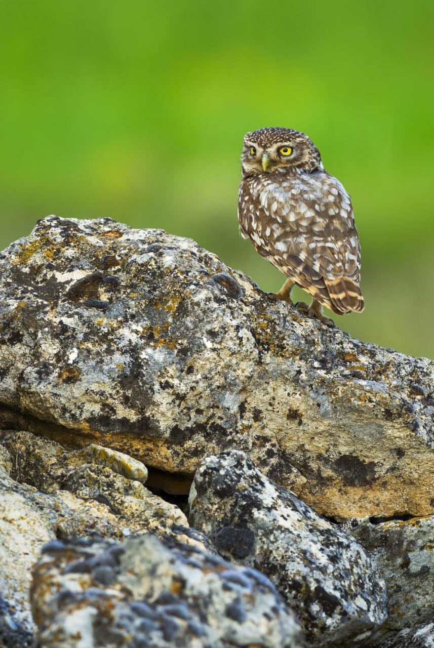 Tejas especiales para mochuelos buscan frenar caída de esta ave en Europa