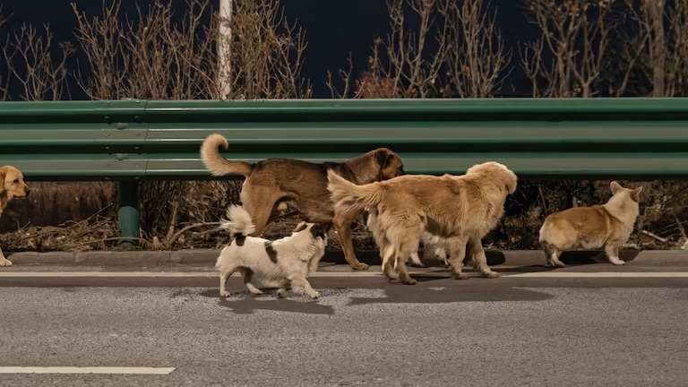 ¡Conmueven las redes! Perros regresan a casa tras viajar 17 kilómetros juntos