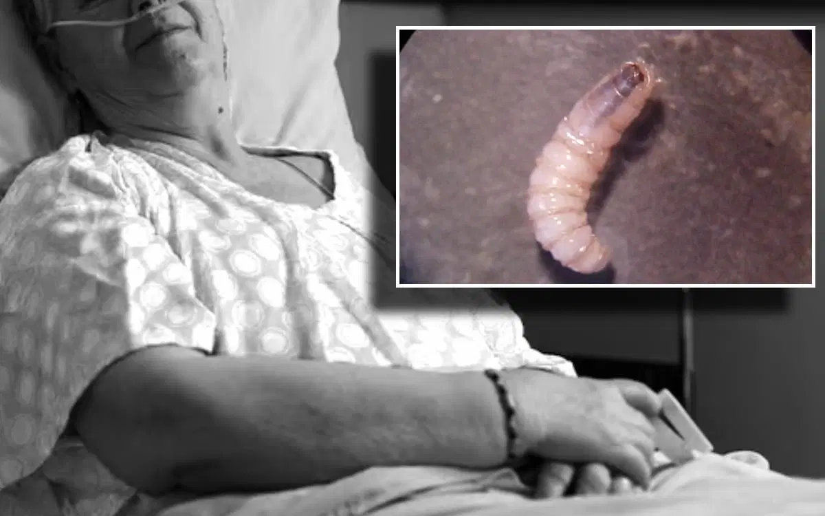 Primera muerte gusano barrenador