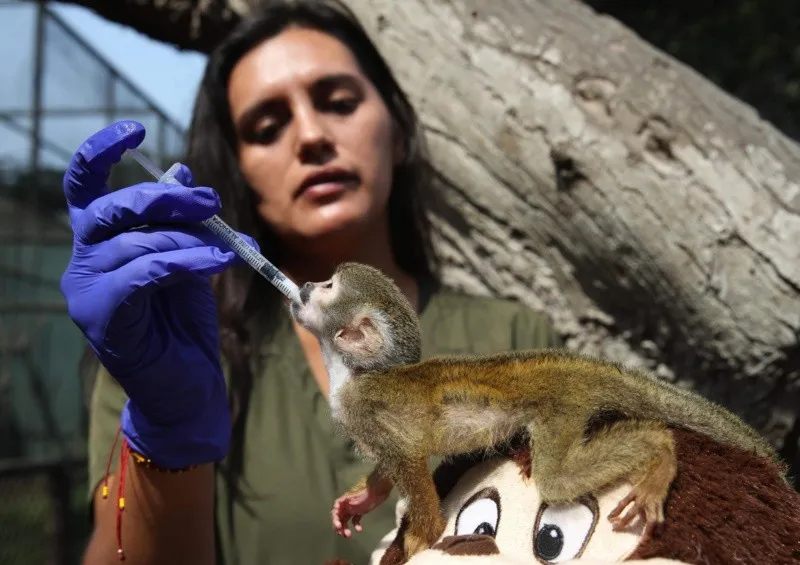 ¡Conoce al Punch peruano! Monito rescatado del tráfico ilegal que también se aferra a su peluche