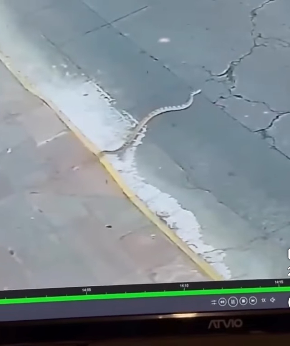 ¡Qué susto! Serpiente casi aterriza en la cabeza de un peatón, en Morelia