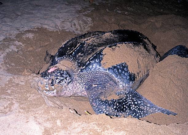 Rescatan tortuga laúd de 300 kilos en Oaxaca, estaba a 2 kilómetros de la costa