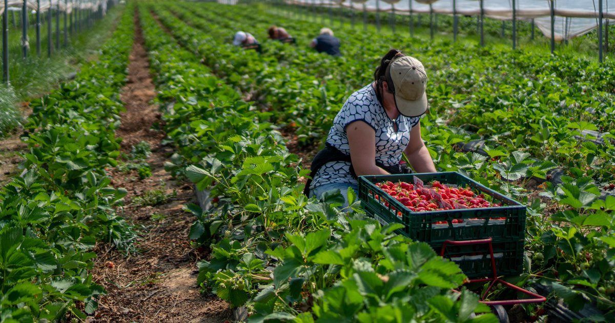 Acoso laboral trabajadoras agrícolas