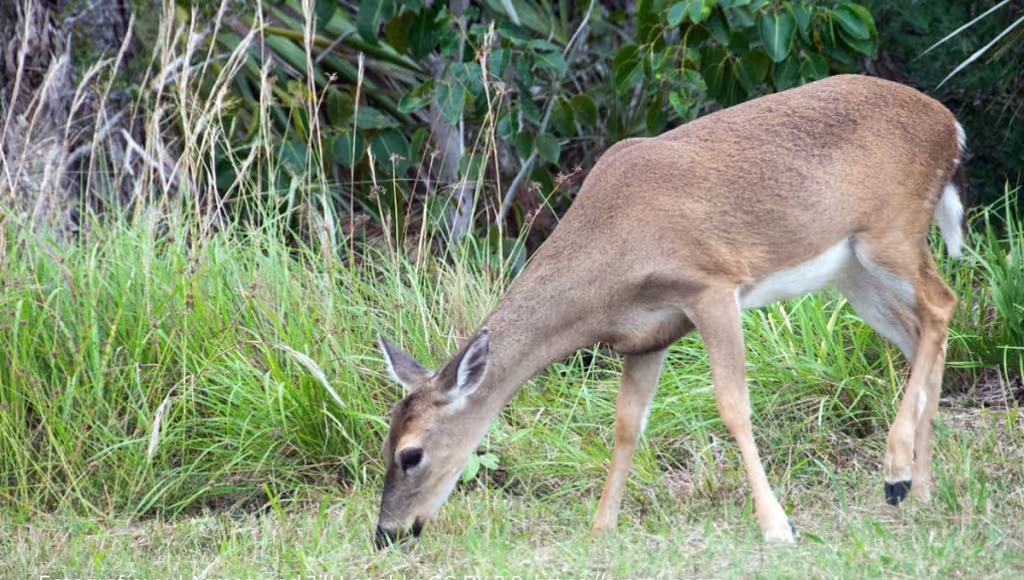 muerte de venados en Ciudad del Carmen