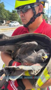 Rescataron aguililla tras hallarla lesionada en camellón en Cancún