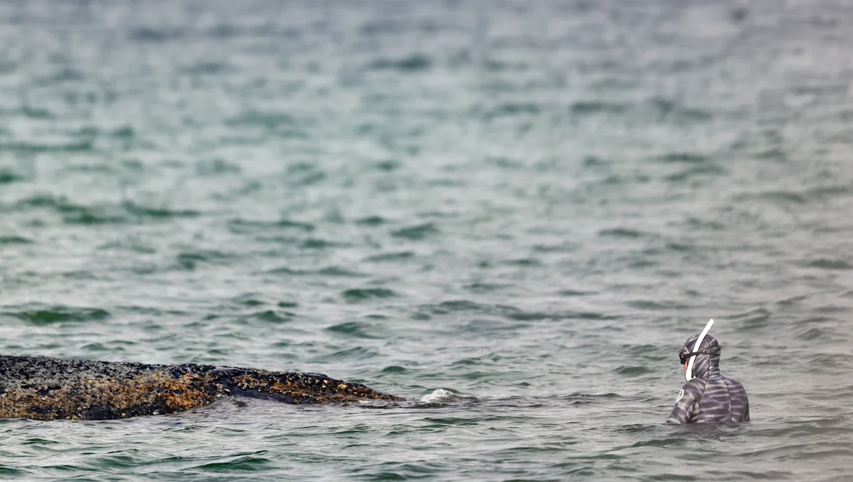 Abandonan rescate de ballena varada en el mar Báltico, tras fallidos intentos