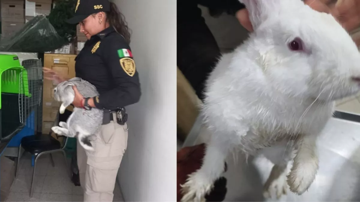 Conejos rescatados en CDMX