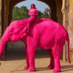 Muere en India el elefante pintado de rosa para una sesión de fotos