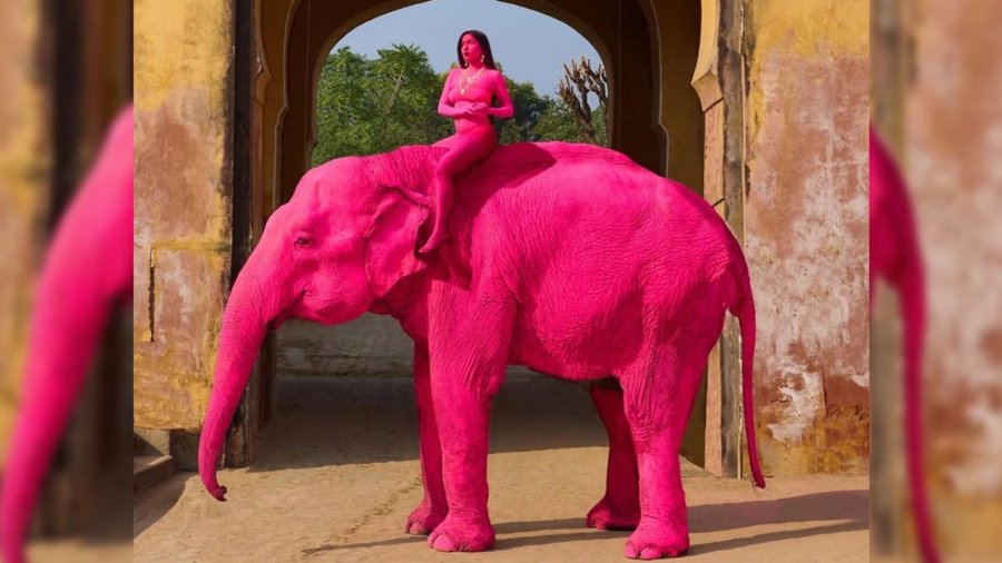 Elefante rosado muere en la India