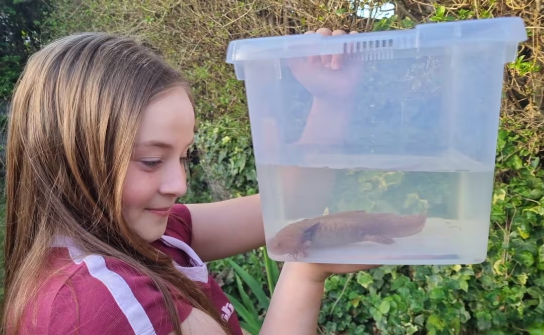 Evie y su ajolote Dippy