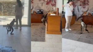 Mono araña entra a hotel en Playa del Carmen y se roba una pieza de pan