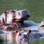 Aplicarán eutanasia a 80 hipopótamos en Colombia debido a crisis ambiental