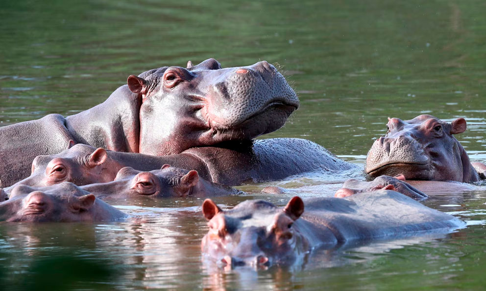 Aplicarán eutanasia a 80 hipopótamos en Colombia debido a crisis ambiental