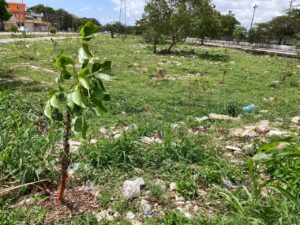 Cancún será reconocida por la ONU como ‘Ciudad Árbol del Mundo 2025’