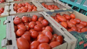 Sheinbaum busca acuerdo para parar alza del tomate