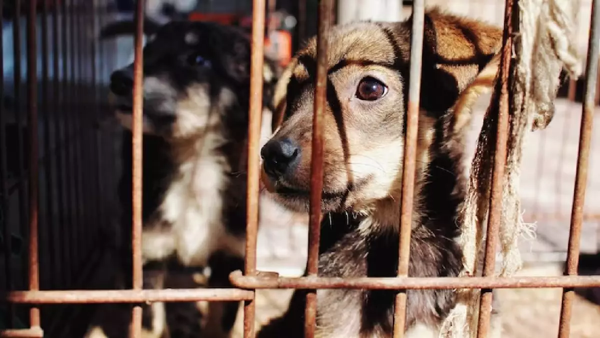 Ley de maltrato animal en Quintana Roo