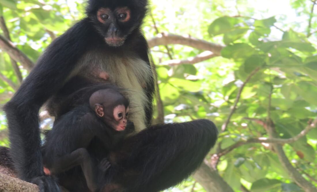 Nace cría de mono araña en la reserva del Cañón del Sumidero