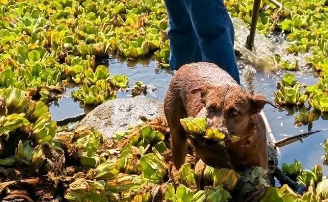 Envenenan a la perrita Beni en Oaxaca, era famosa por limpiar la presa Yosocuta