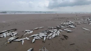 Mueren cientos de peces por contaminación en el Río Pánuco