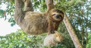 Mueren 31 perezosos en Florida, antes de abrir una atracción dedicada a ellos