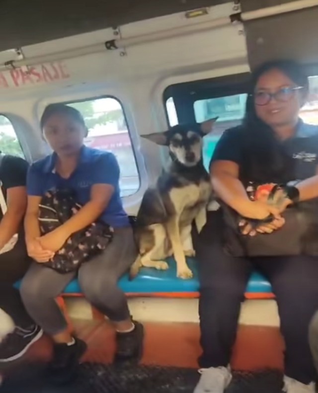 Perro de Playa del Carmen