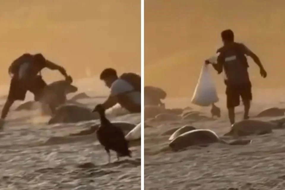 Investigan saqueo de nidos de tortuga en una playa de Oaxaca