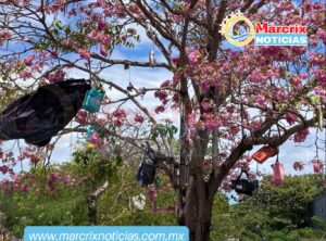 Los "cerezos de Cancún" engalanan de rosa las calles del Caribe