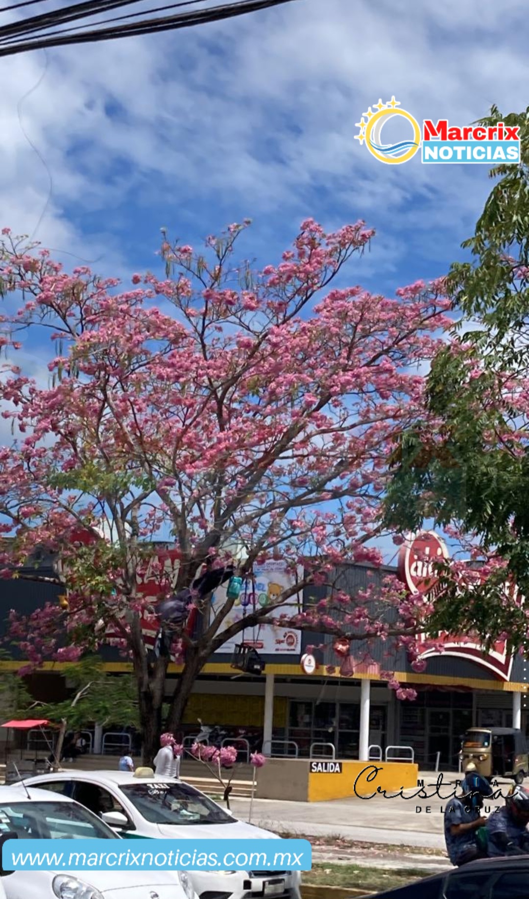Los "cerezos de Cancún" engalanan de rosa las calles del Caribe