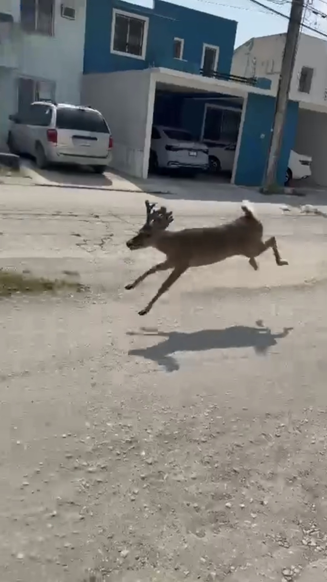 Un venado en Ciudad del Carmen movilizó a las autoridades. Tras ser rescatado, el animal fue liberado en su hábitat natural.