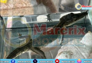 Reafirman autoridades que no habrá tolerancia al lucro con fauna en Cancún