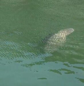 Manatí con cría aparece en Puerto Cancún y activan monitoreo preventivo