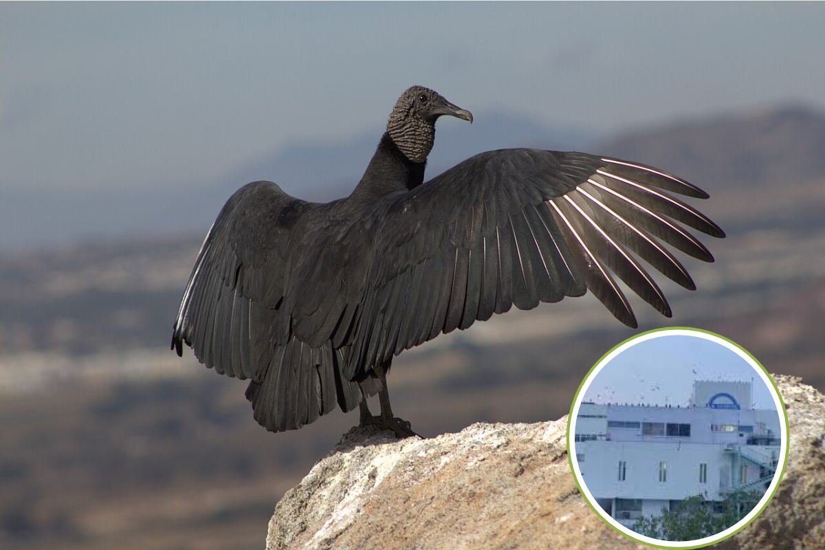 Zopilotes invaden el tejado del Hospital de Rovirosa en Villahermosa, Tabascco