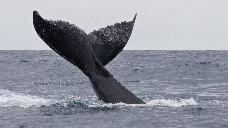 Estados Unidos reduce protección a especies en peligro en el Golfo de México.
