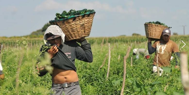 Cruzan jornaleros mexicanos a Estadios Unidos para labor agrícola pese a aumento de deportaciones