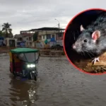 Una bacteria mortal se expande en el norte del Perú por las inundaciones