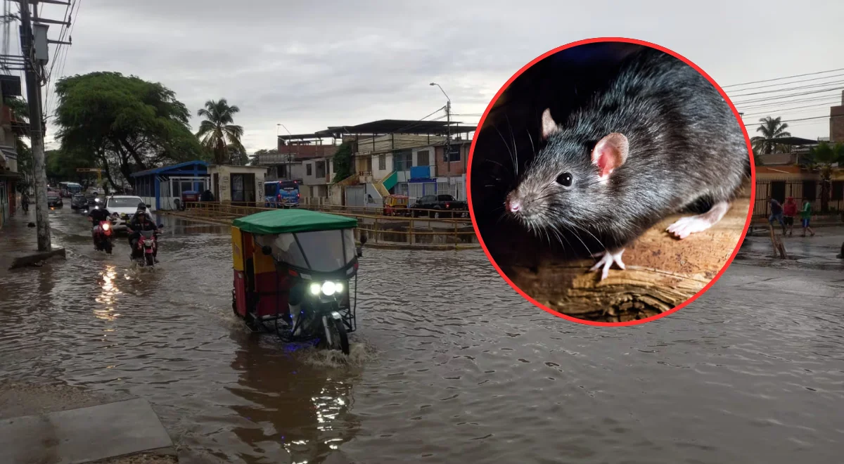 leptospirosis en Perú