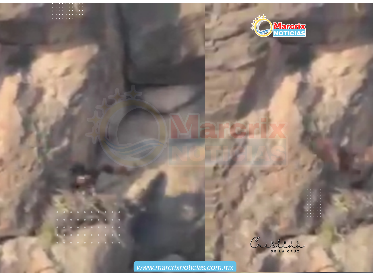 Localizan nuevo sitio de anidación del águila real; refuerzan conservación en Coahuila